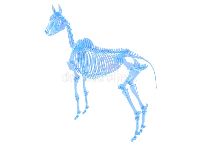 A horse skeleton royalty free illustration