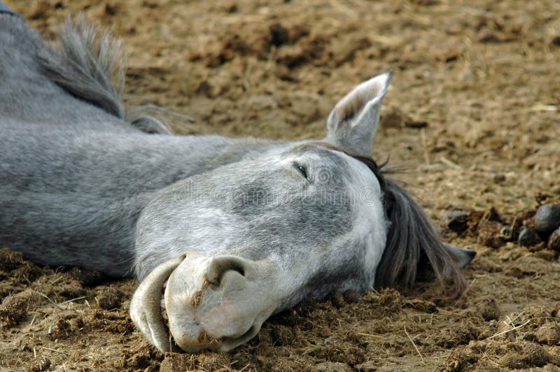 Horse Sleeping Royalty Free Stock Photos Image 1564998