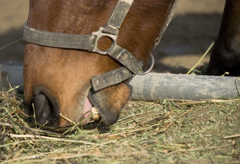 Horse sniffin food stock photo. Image of food, eating 7992602