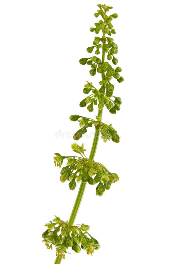Horse Sorrel, Lat. Rumex Confertus, Isolated on White Background Stock