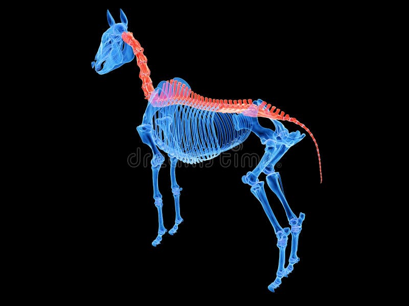A horse spine vector illustration