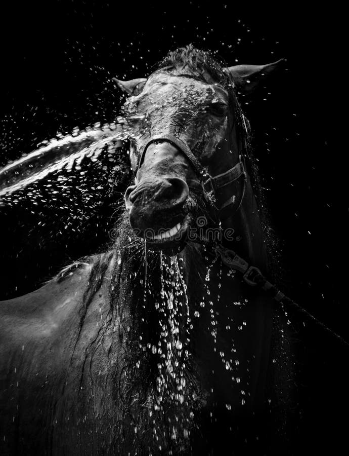 367 Horse Water Wash Stock Photos Free & RoyaltyFree Stock Photos