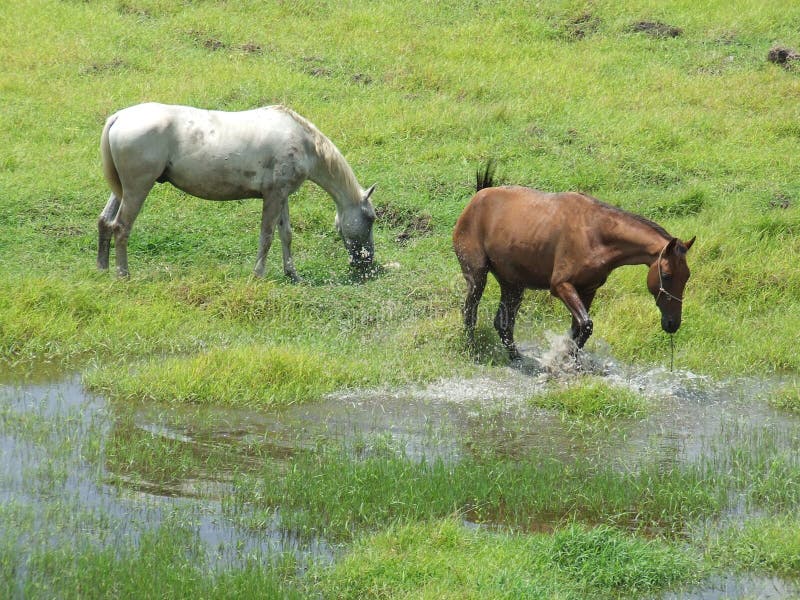 Horse splashing water