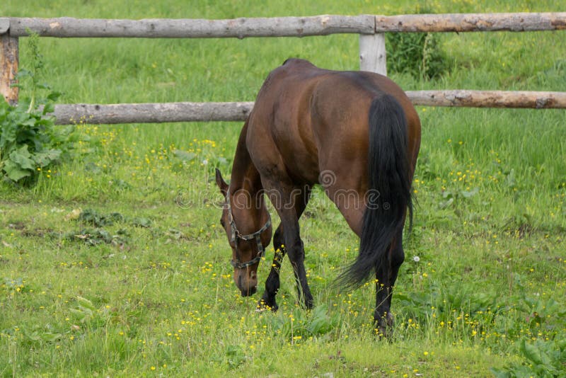 Horse Chewing On The Pasture Stock Photo Image of eating, caring 20279306