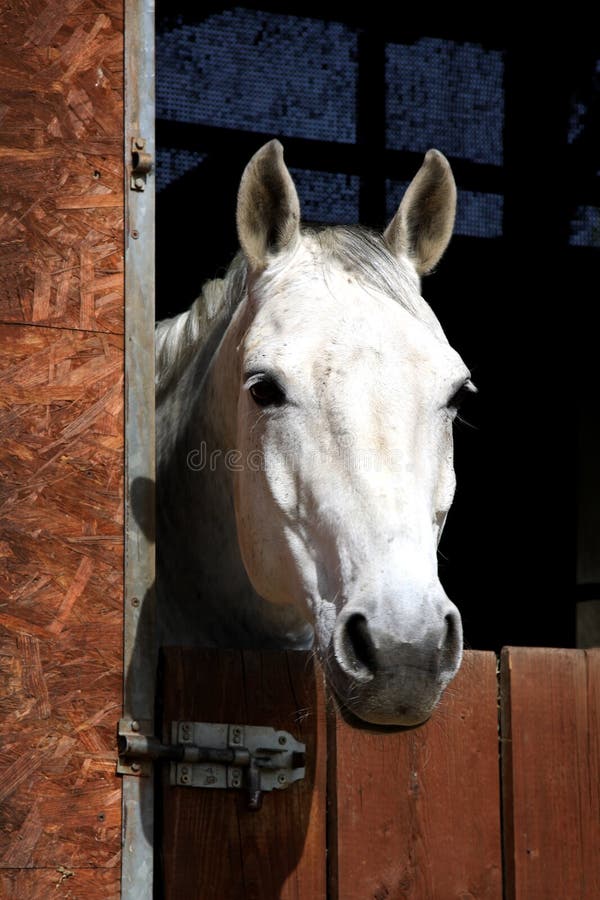 Horse in stable stock photo. Image of gelding, equitation 22426064