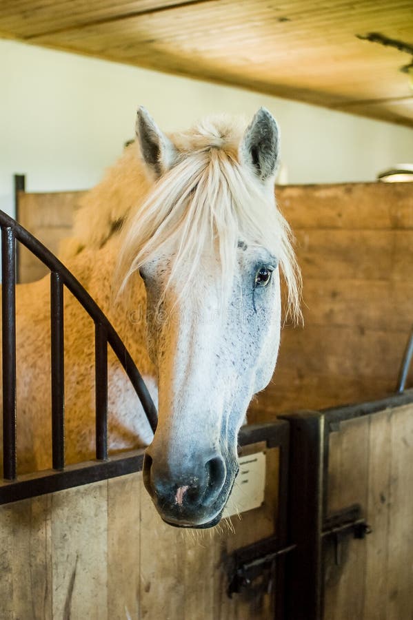 Horse in stable stock photo. Image of light, black, countryside 28851592