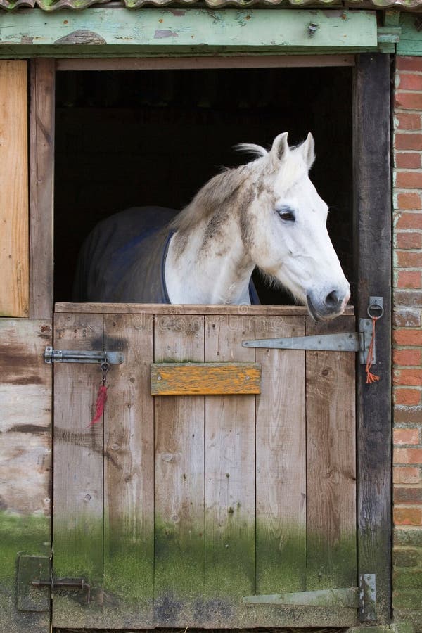 Horse in stable royalty free stock photos Horse in stable royalty free stock photos