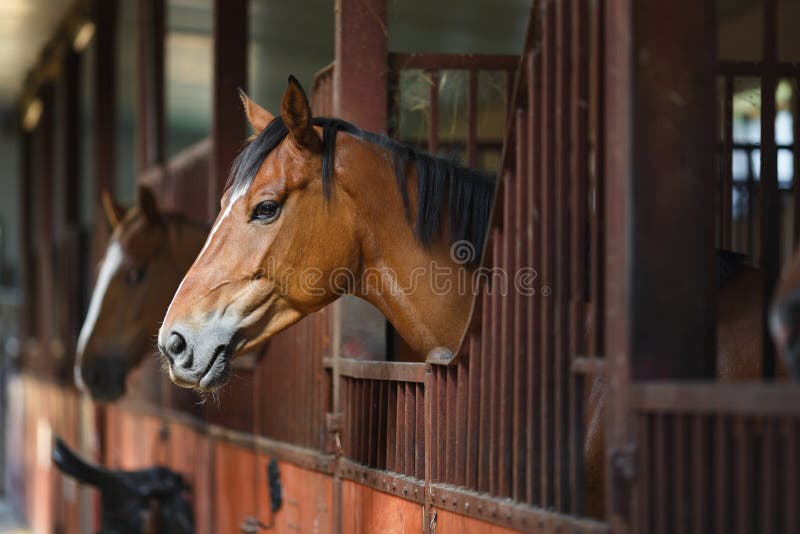 Horse in the stable royalty free stock photo Horse in the stable royalty free stock photo