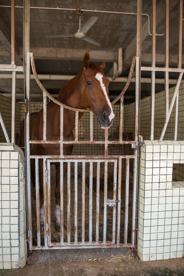 Horse in stable royalty free stock photography Horse in stable royalty free stock photography