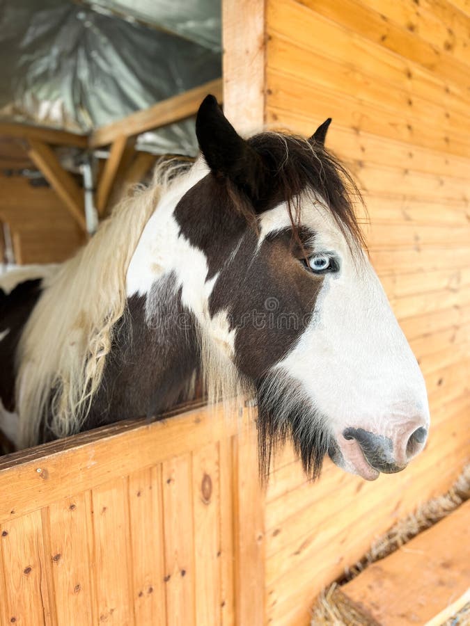 Horse stable stock image. Image of elegance, brown, nature 264135439