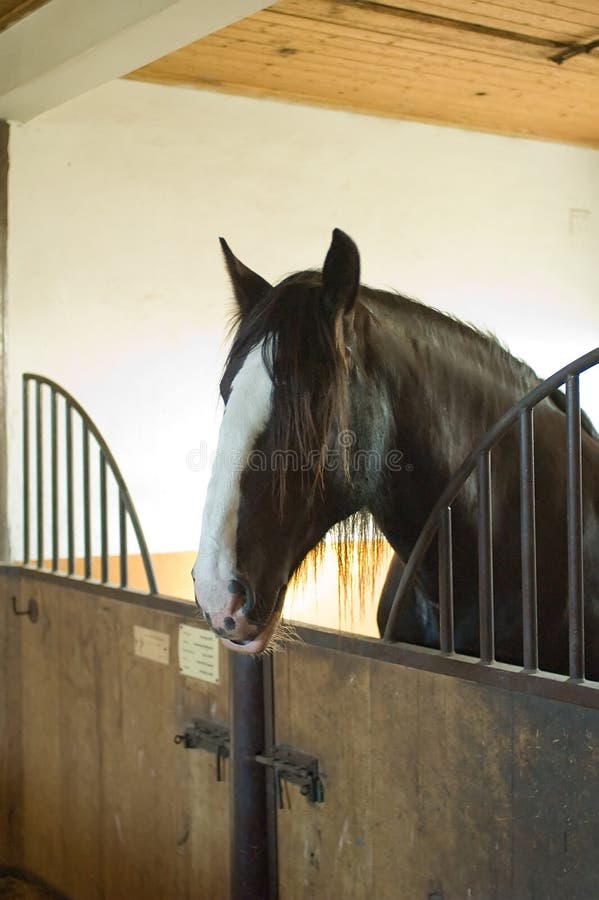Horse in stables stock image. Image of shelter, domesticated 6094067