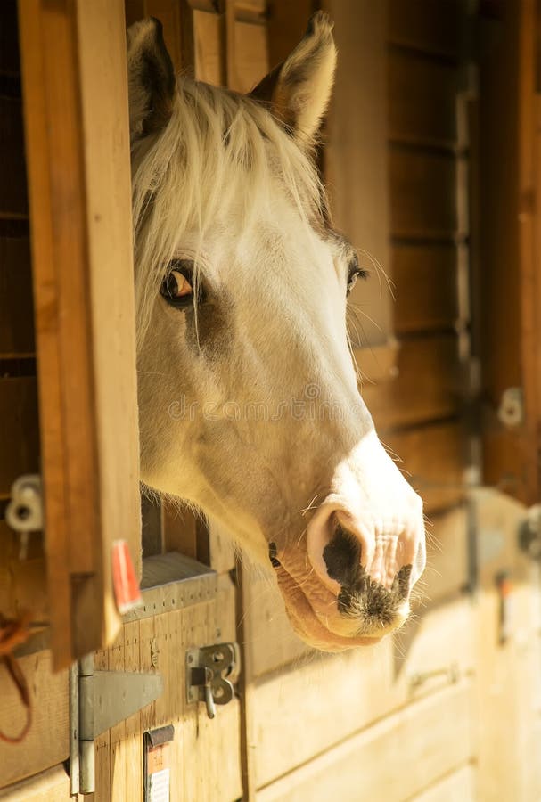 Horse in stables stock image. Image of farm, head, looking 44183059
