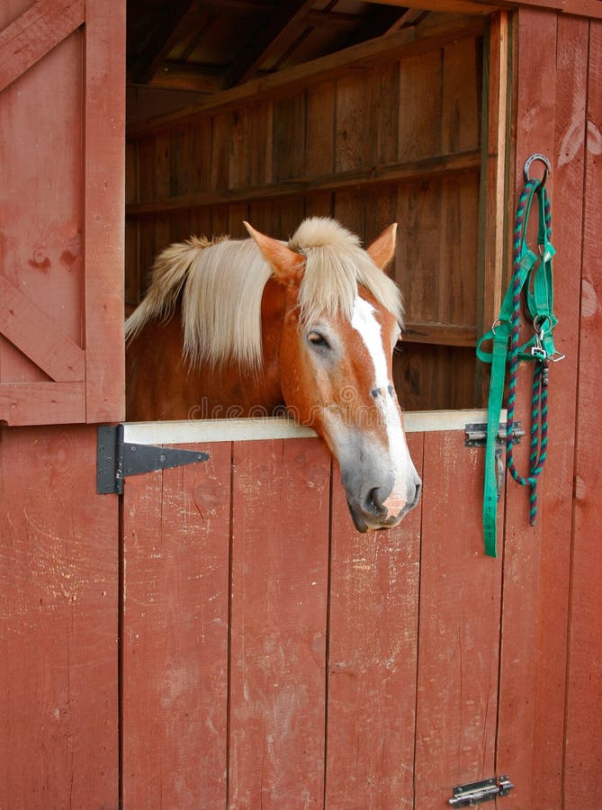 Horse in Stall stock image. Image of mammal, legged, farm - 1564041