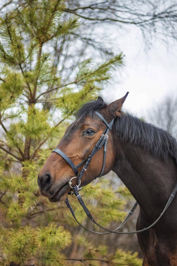 A horse of a standard breed of dark brown color, four-legged animals used for harness racing, a breed of horses for trotting, a close-up portrait. greenery in the background