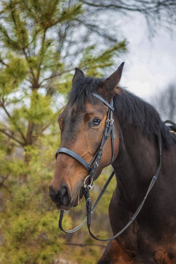 A horse of a standard breed of dark brown color, four-legged animals used for harness racing, a breed of horses for trotting, a close-up portrait. greenery in the background