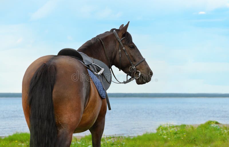 111 Rear View Bay Horse Stock Photos - Free & Royalty-Free Stock Photos ...