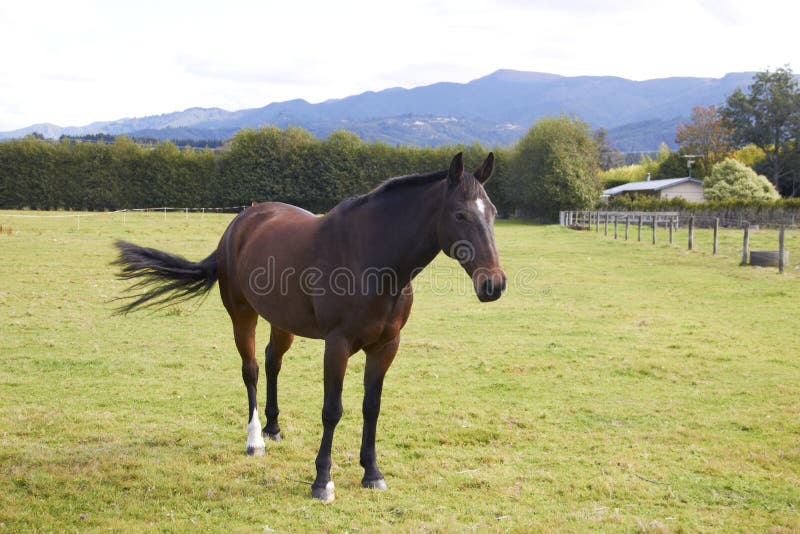 Horse standing alone at the farm