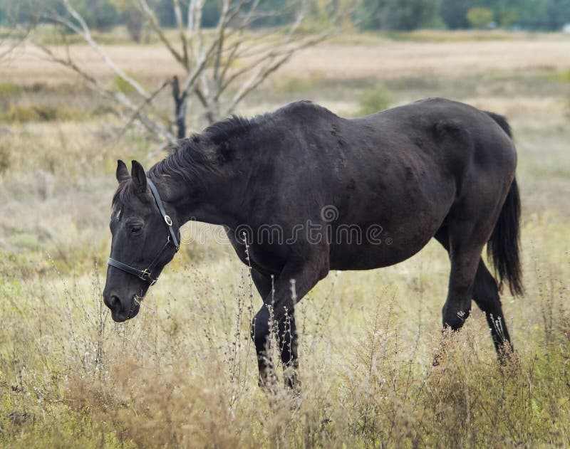 Horse standing in a field on a dry grass in the autumn