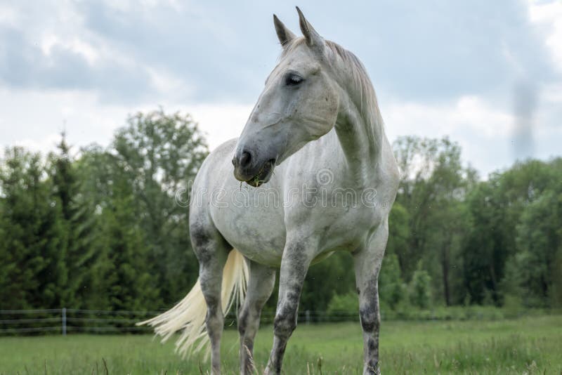 Horse Standing on a Field with Green Grass Stock Photo Image of