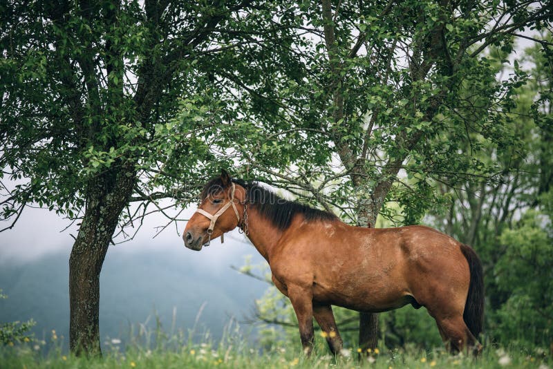 Horse Grazing On The Meadow Under The Tree Stock Photo Image of