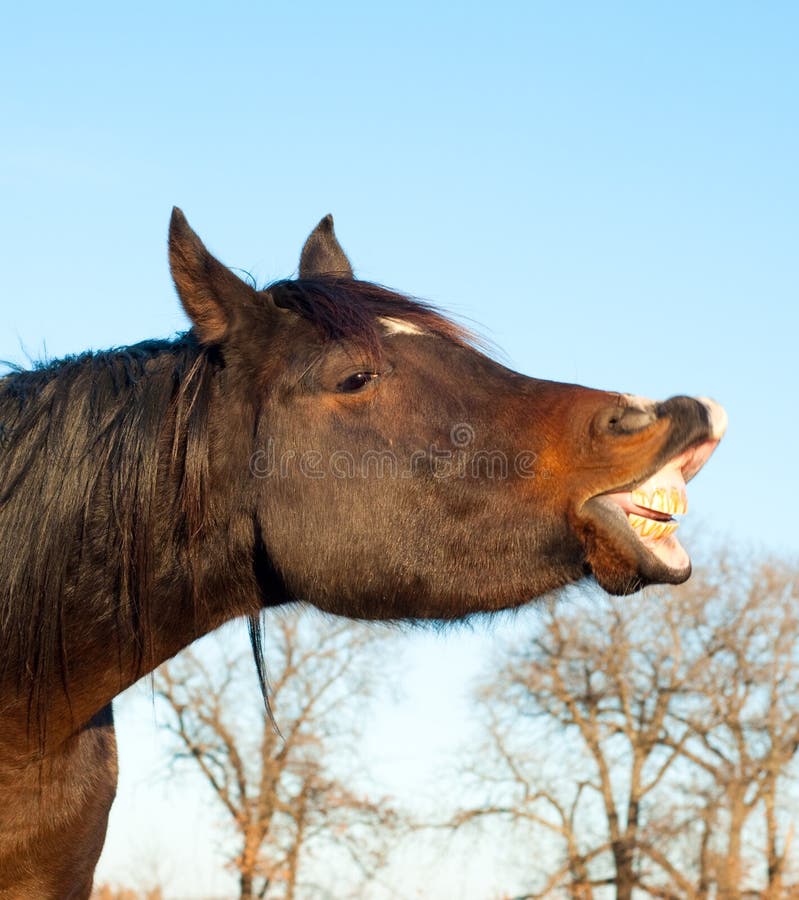 Horse Stretching His Lips Out in Flehmen Response Stock Image Image