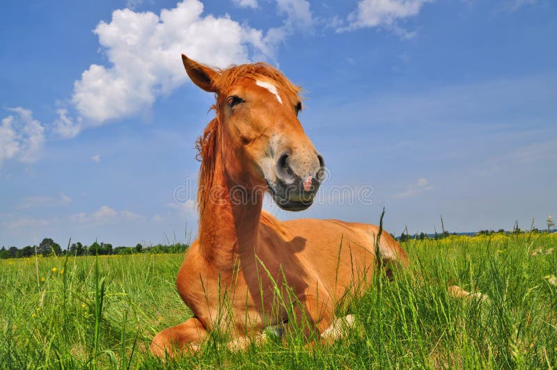 Horse on a summer pasture.