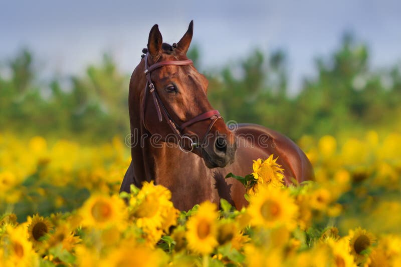 Horse on sunflowers stock image. Image of fields, beauty 135317025