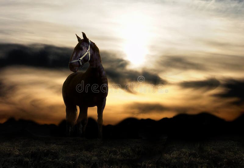 Horse and sunset stock photo. Image of charger, black 3447582