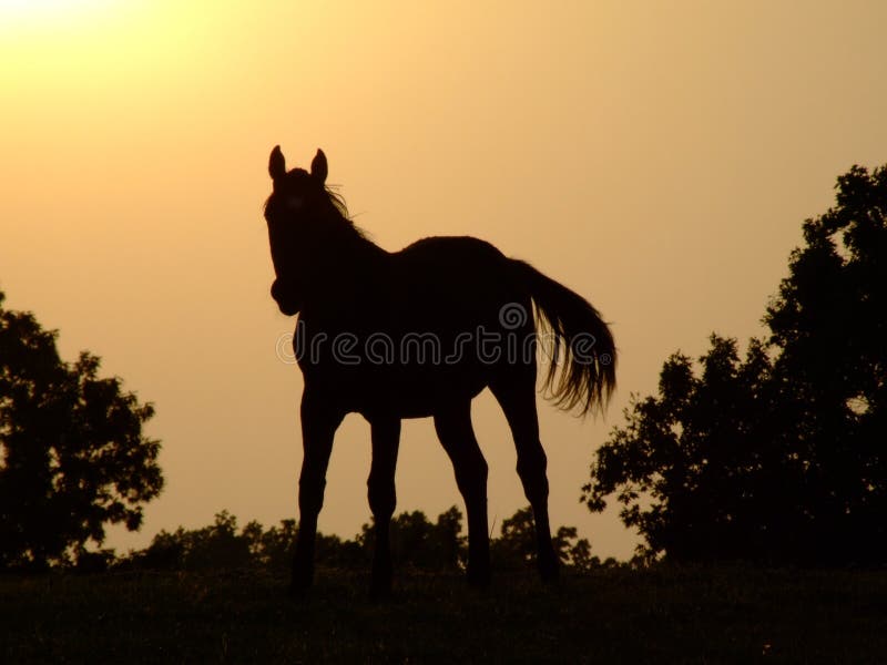 Horse Sunset Silhouette Picture. Image 5606636