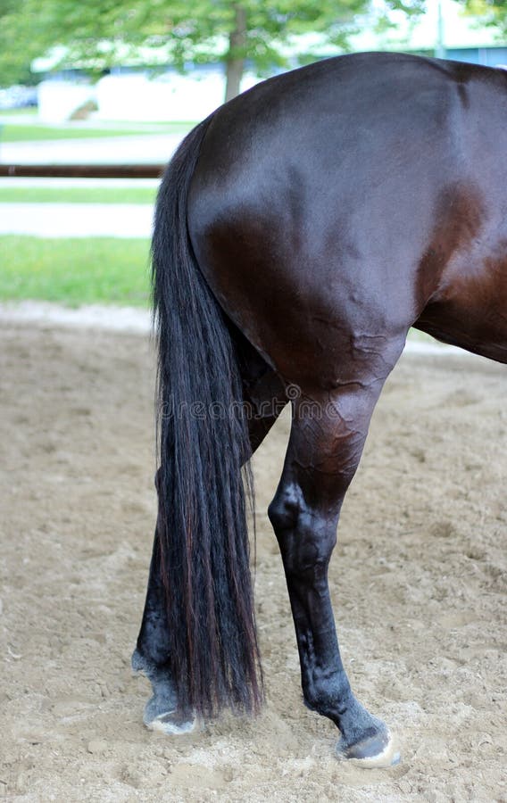 6 Beautiful Horse Mane Styles You Can Do Yourself with Pictures  Pet Keen