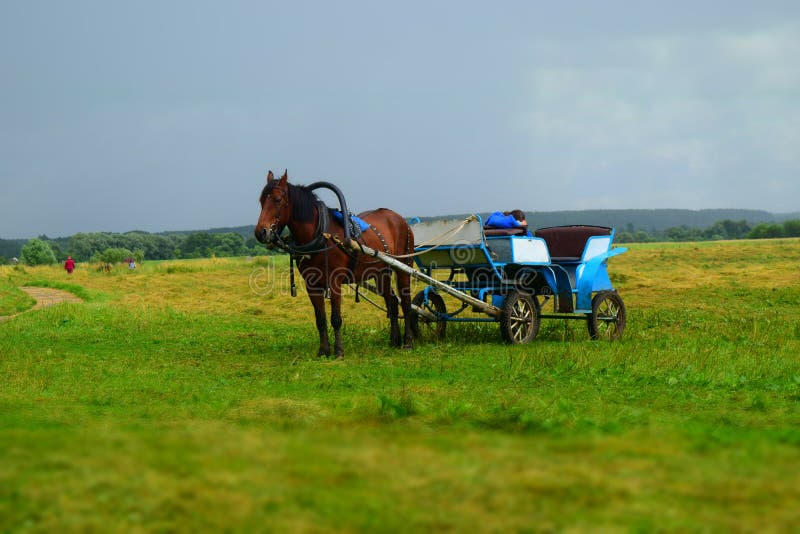 Un caballo un equipo en hermoso sobre el de naturaleza después la lluvia.