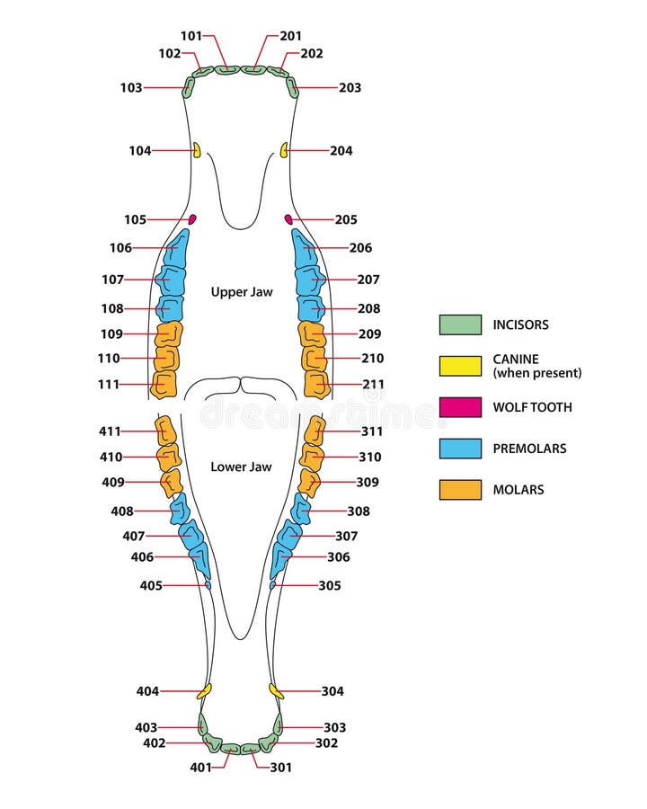 DENTAL FORMULA: BIOZOOM Vet tech school, Vet medicine, Vet tech student