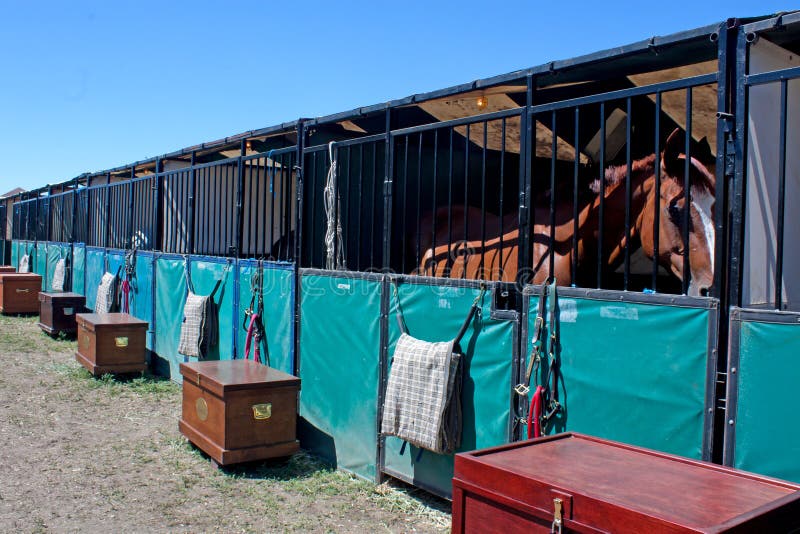 Horse in Temporary Show Stall Stock Photo Image of sunny, green 21082818