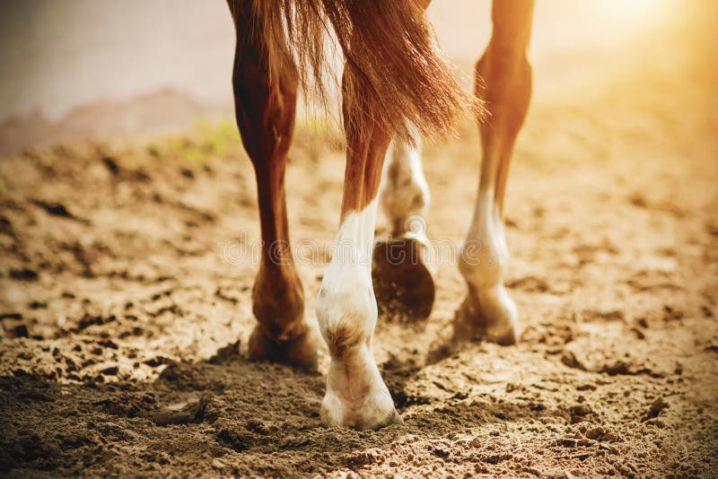 A horse with thin legs and unshod hooves walks slowly on the sand, which is illuminated by sunlight