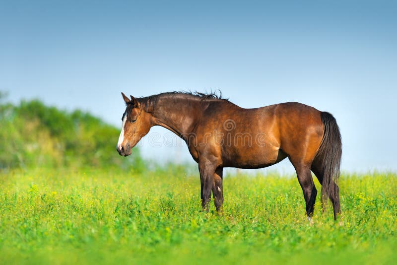 Bay Horse Standing Isolated White Background Stock Photo by ©kwadrat70  206585414