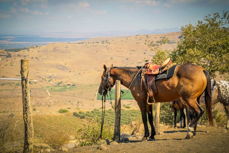 Horse tie to a pole in a ranch at rural area