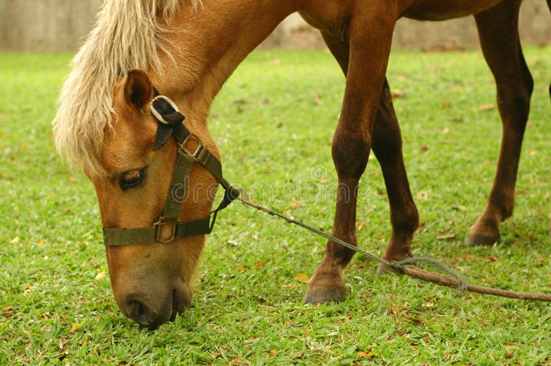 Horse tied up