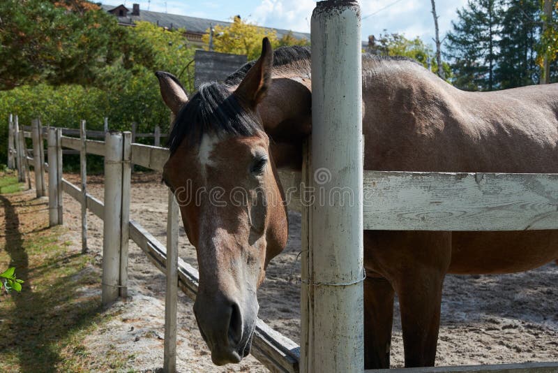 The Horse Tilted Its Head Over the Fence Stock Image Image of horsy