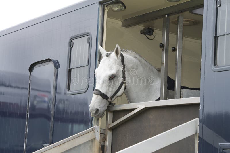 Horse in a trailer stock image Horse in a trailer stock image