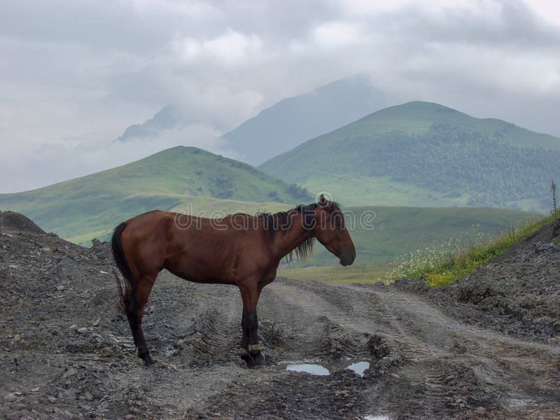 Horse. Travel to the Caucasus mountains in Kabardino-Balkaria