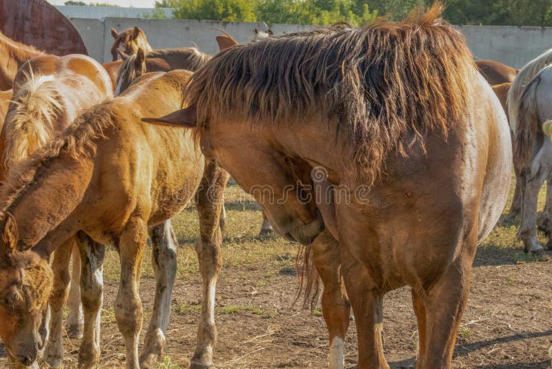 The Horse Turned His Head To the Side on the Field Stock Photo Image