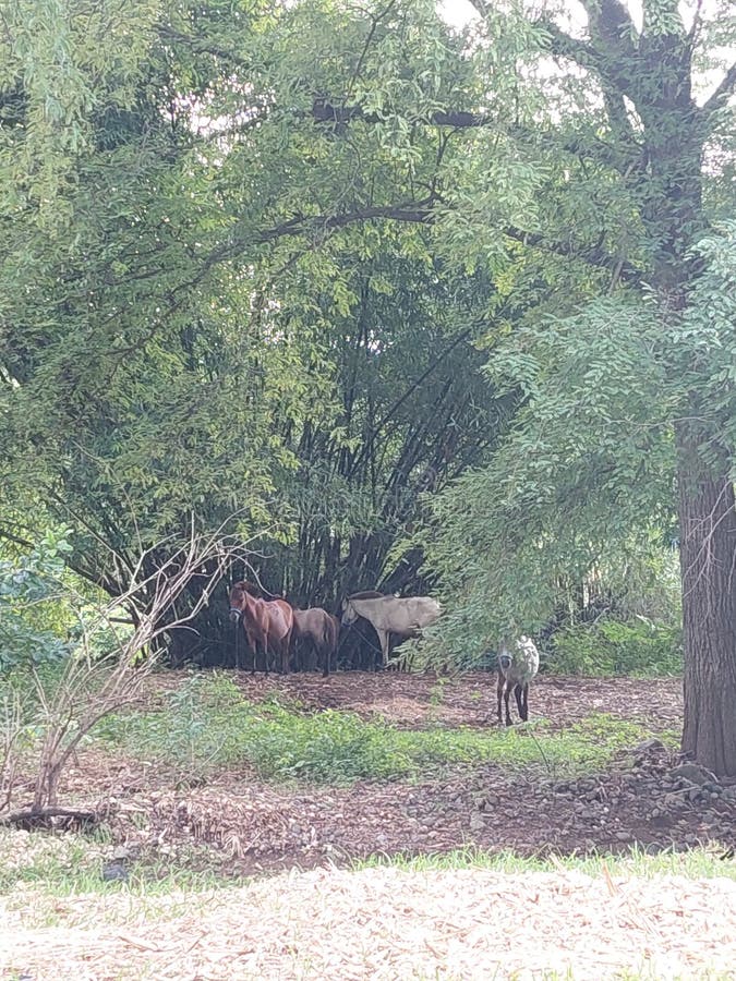 The Horse Under the Bamboo Tree is Released Stock Photo Image of