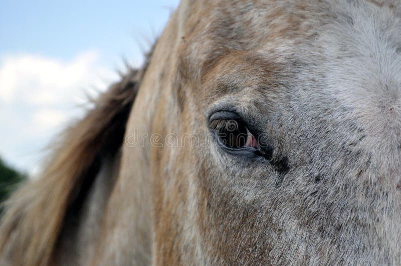 Horse Up Close stock photo Horse Up Close stock photo