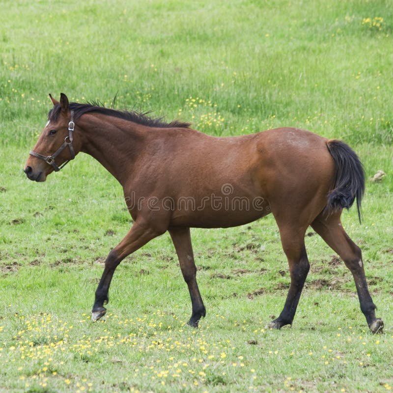 horse walking sound horse walking sound