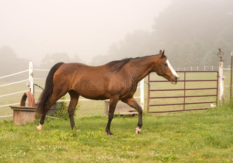 Horse Walking Picture. Image 5410308