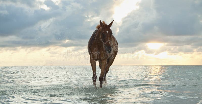 Purosangue mare a piedi in acqua di mare all'alba.