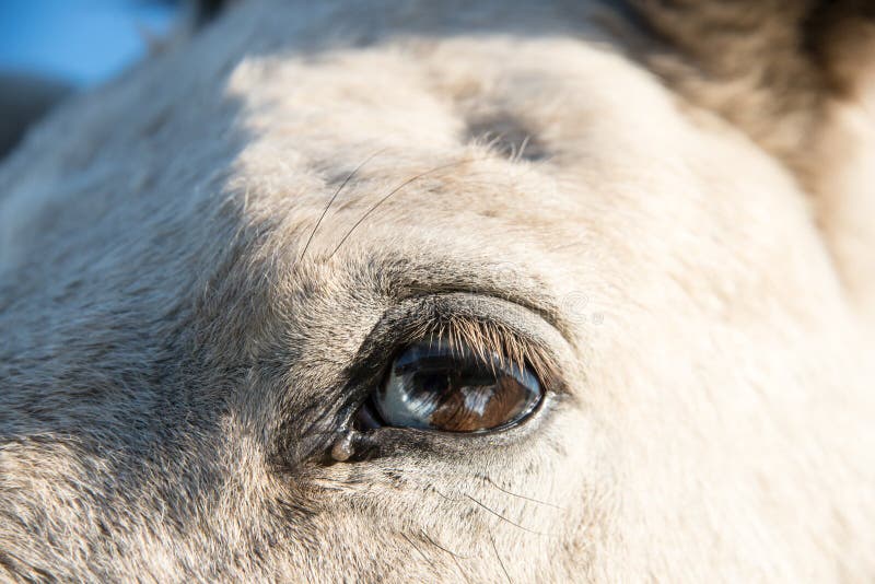Horse with wall eye stock photo. Image of horse, riding 58991734