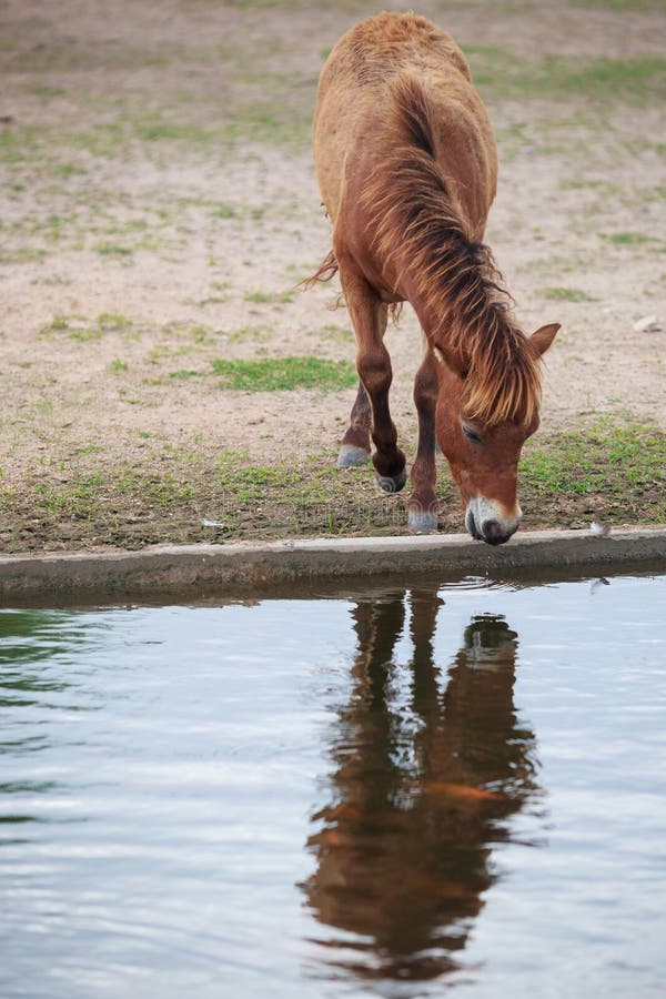 Horse water stock photo. Image of reflection, animal 43943420