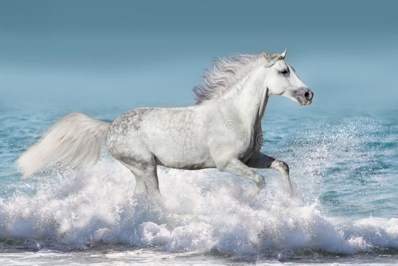 Horse in water