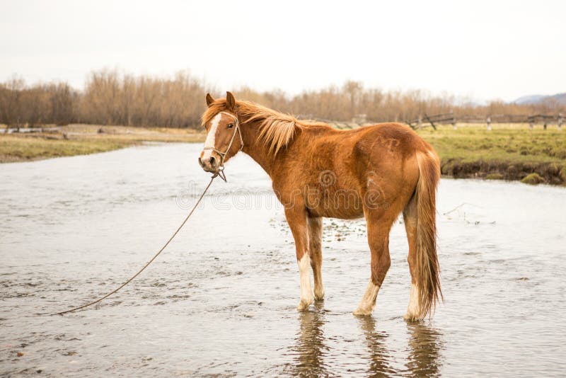 Horse drinking water stock image. Image of chestnut 103401325